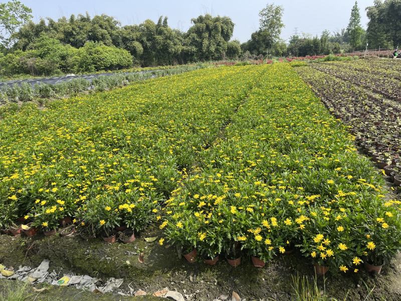 木春菊价格成都木春菊批发木春菊图片及报价木春菊小苗