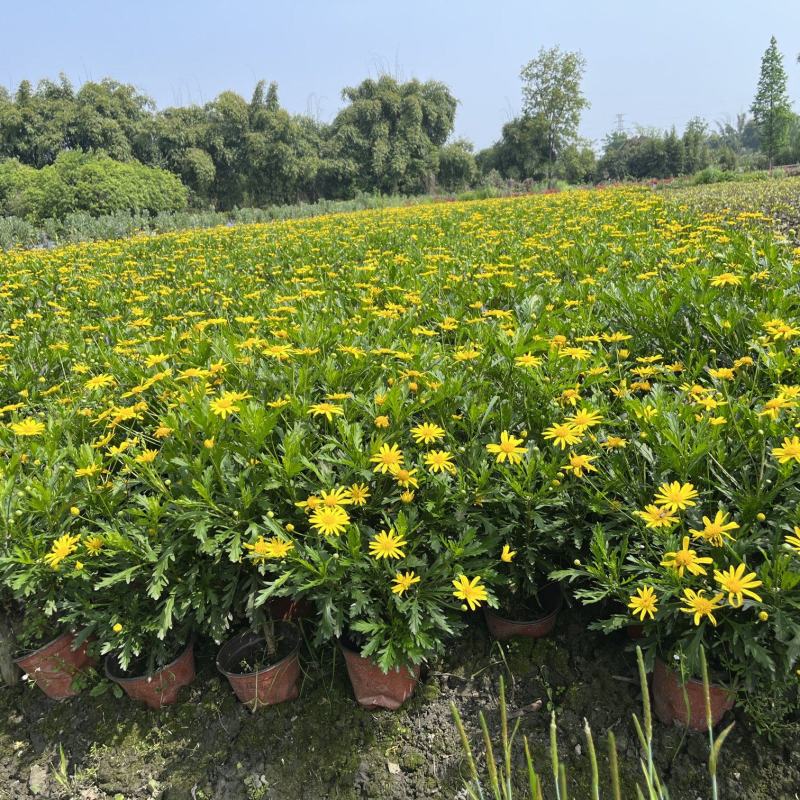 木春菊价格成都木春菊批发木春菊图片及报价木春菊小苗