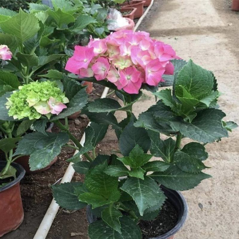 八仙大花绣球苗绿植盆栽植物四季开花紫阳花易养活盆栽