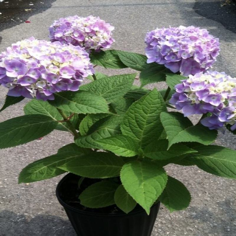 八仙大花绣球苗绿植盆栽植物四季开花紫阳花易养活盆栽