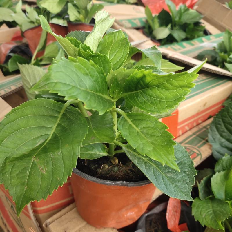 八仙大花绣球苗绿植盆栽植物四季开花紫阳花易养活盆栽