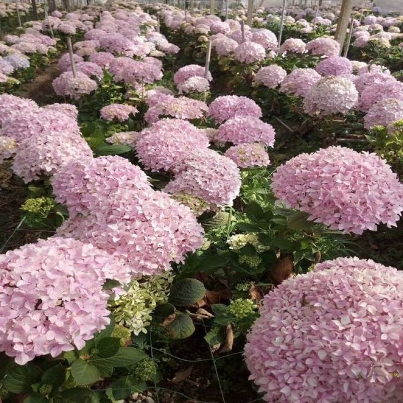 八仙大花绣球苗绿植盆栽植物四季开花紫阳花易养活盆栽