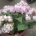 八仙大花绣球苗绿植盆栽植物四季开花紫阳花易养活盆栽