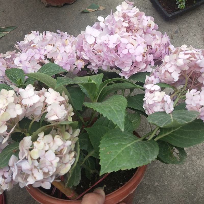 八仙大花绣球苗绿植盆栽植物四季开花紫阳花易养活盆栽