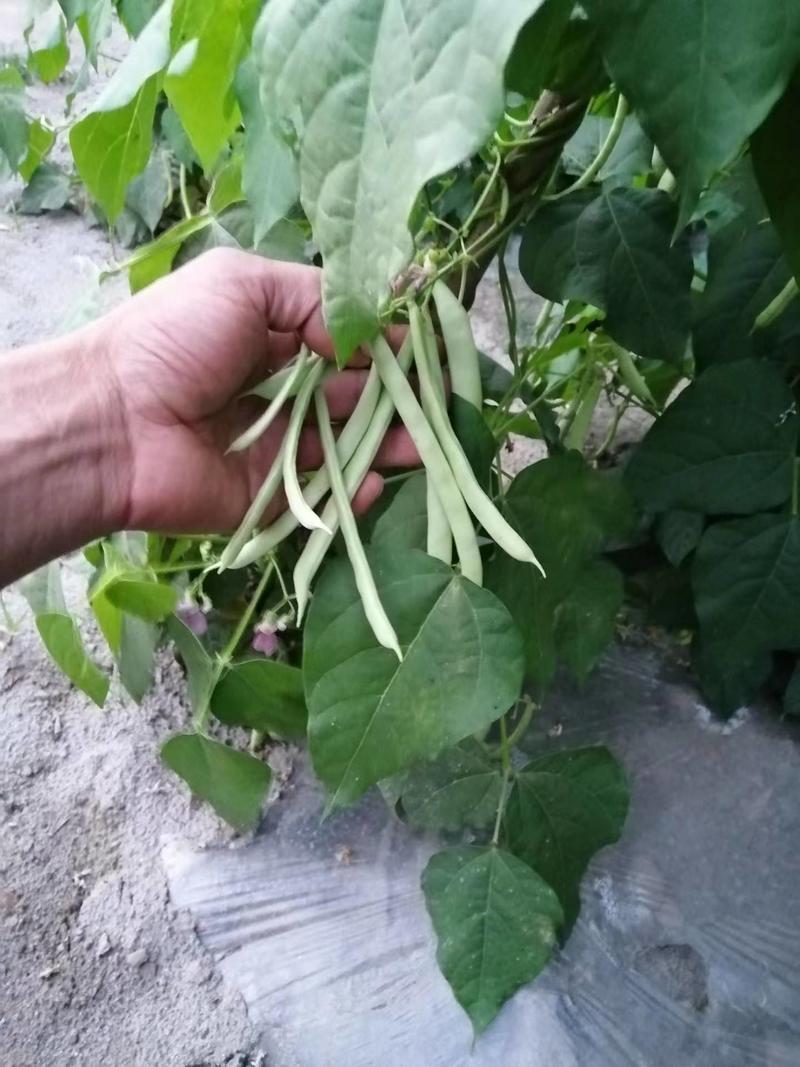 自繁红花四季豆种子、早熟、翠绿白色、采收期长
