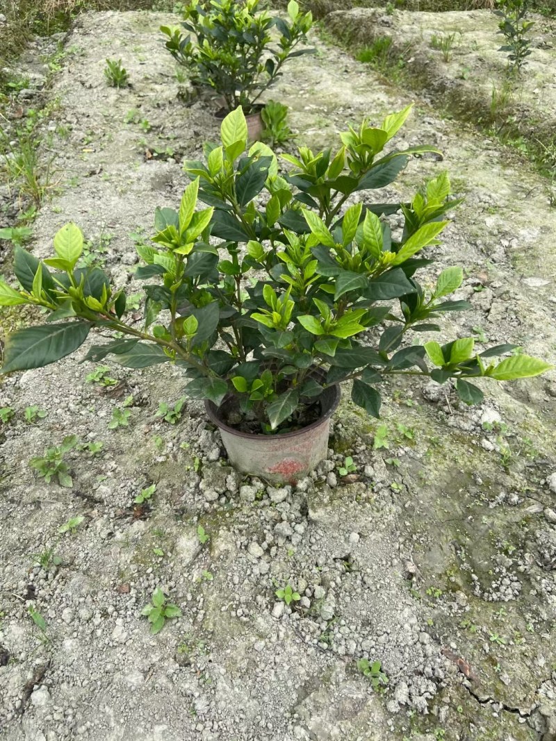 成都四季栀子批发，栀子花基地，栀子花价格
