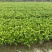 成都四季栀子批发，栀子花基地，栀子花价格
