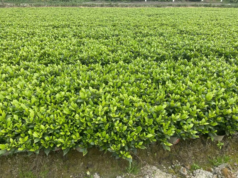 成都四季栀子批发，栀子花基地，栀子花价格