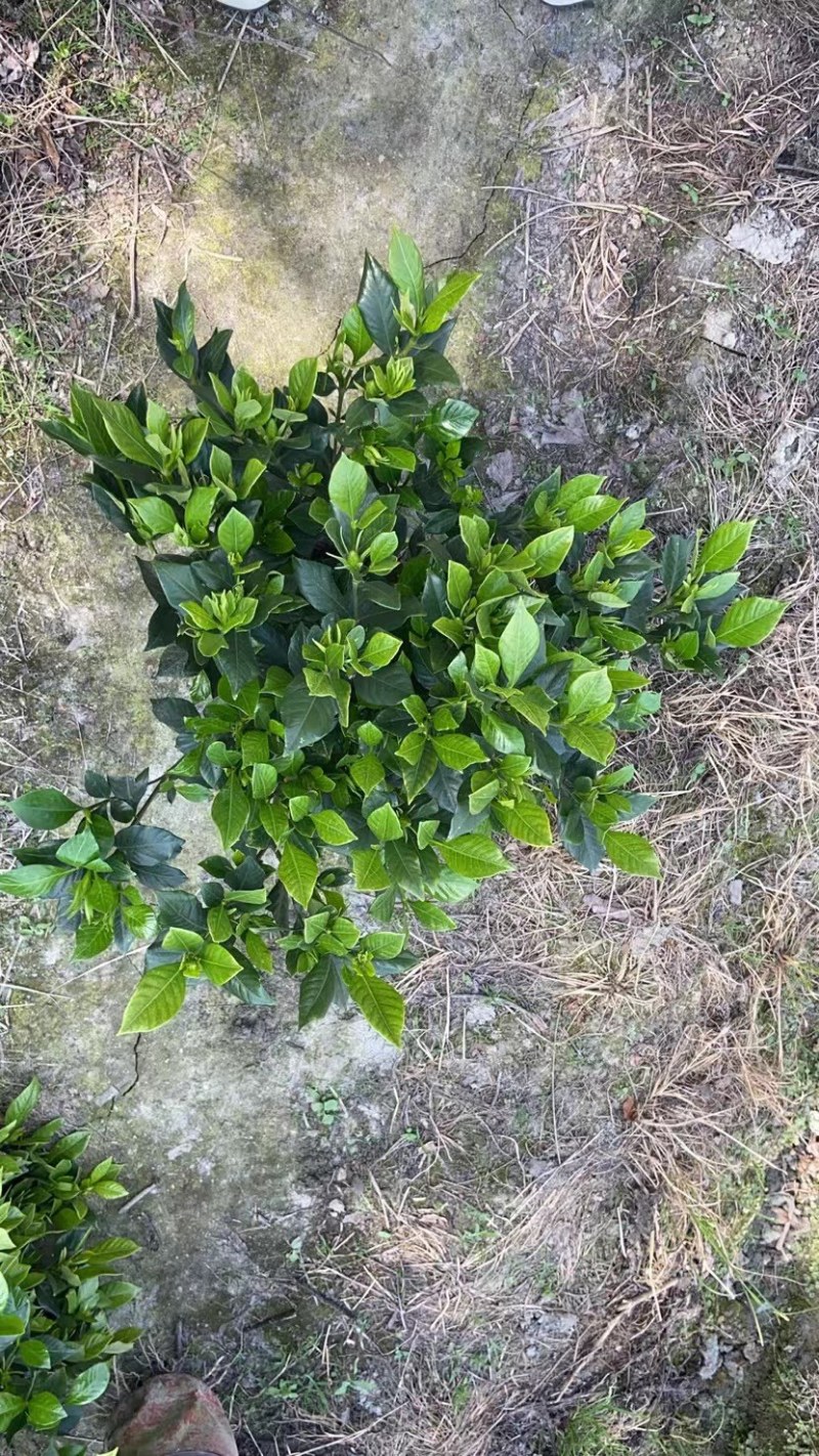 成都四季栀子批发，栀子花基地，栀子花价格