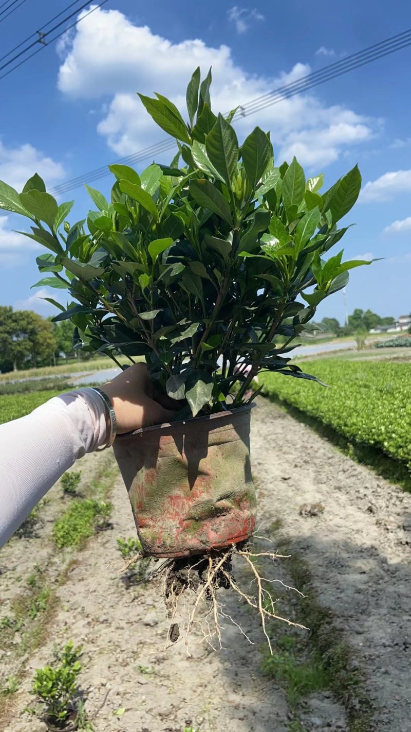 成都四季栀子批发，栀子花基地，栀子花价格