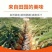 精品黄皮洋葱基地直供一手货源品质保证诚信经营欢迎采购