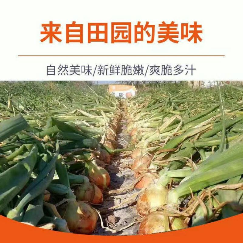 精品黄皮洋葱基地直供一手货源品质保证诚信经营欢迎采购