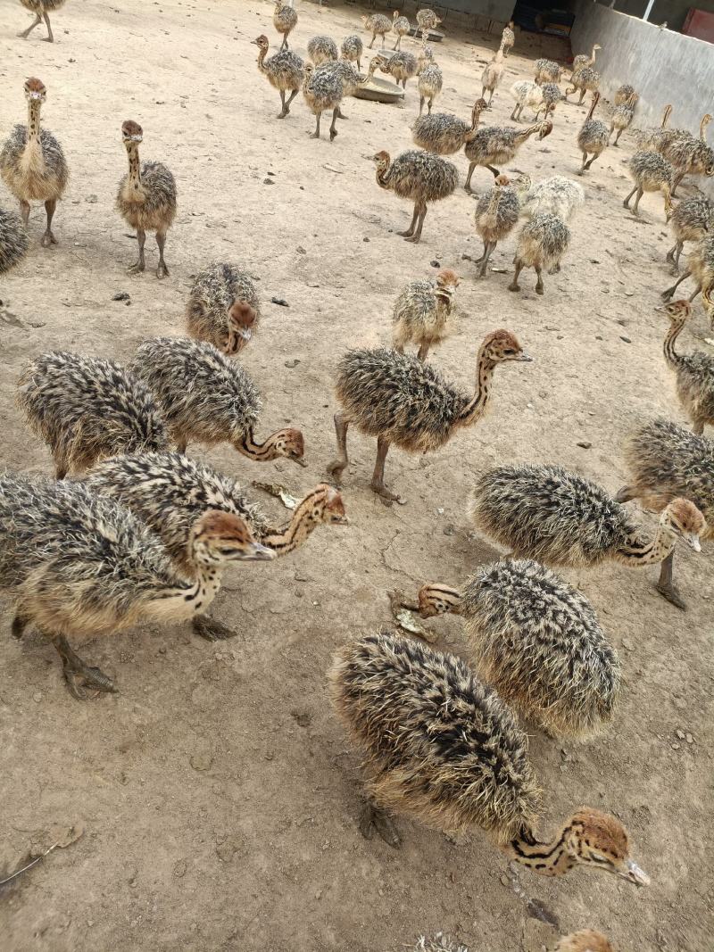 非洲鸵鸟苗大型养殖基地