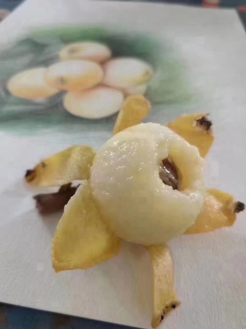 苏州东山白玉枇杷