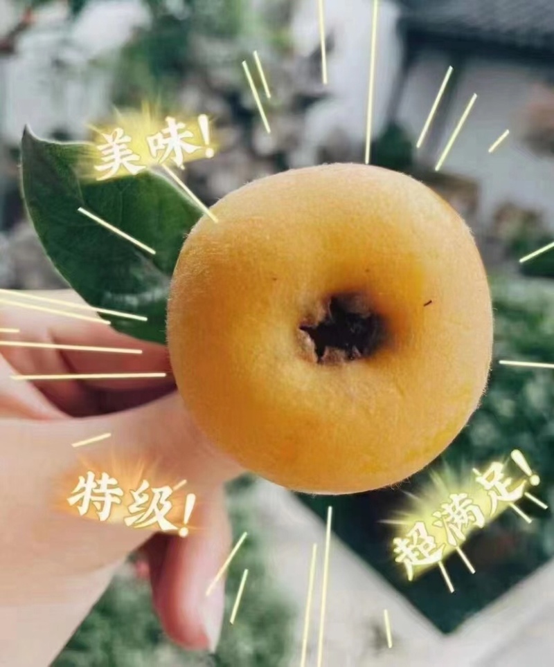 苏州东山白玉枇杷