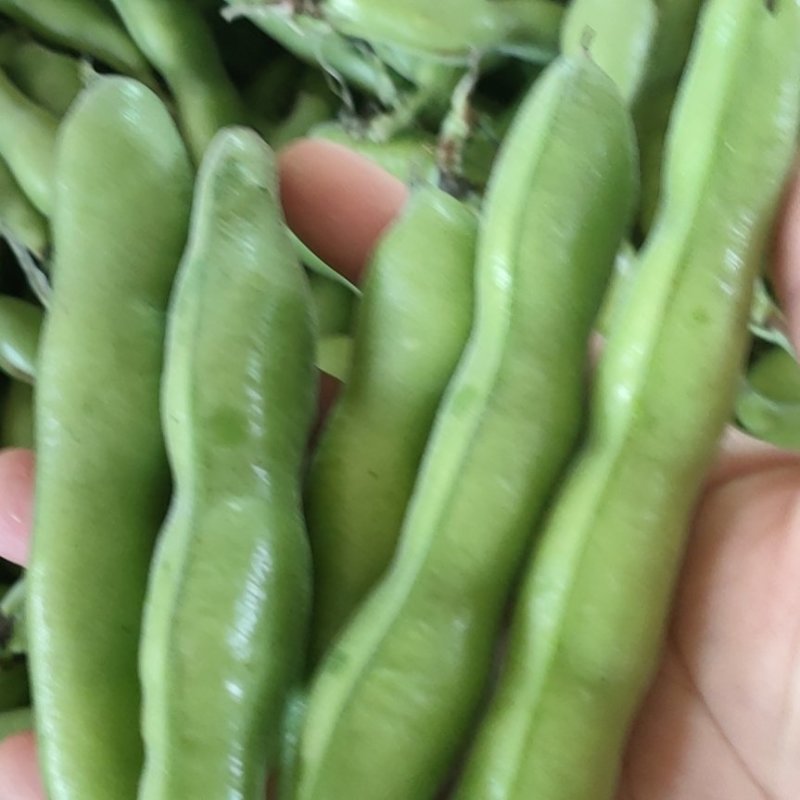精品蚕豆