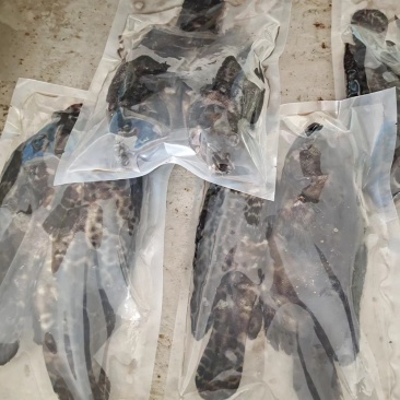 老虎斑石斑鱼虎头斑批发