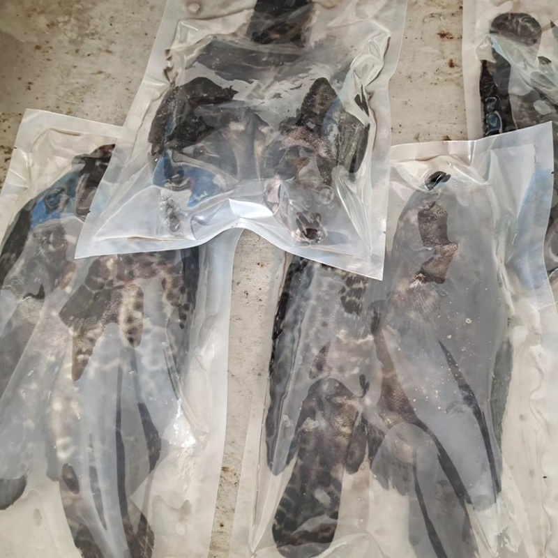 老虎斑石斑鱼虎头斑批发