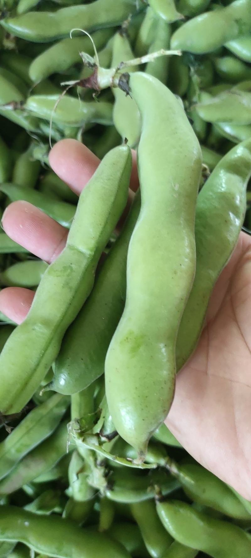 精品蚕豆