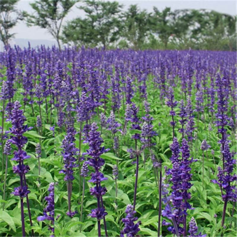 蓝花鼠尾草种子易活春秋播多年生花种庭院园林绿化四季景观花