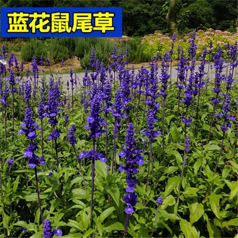 蓝花鼠尾草种子易活春秋播多年生花种庭院园林绿化四季景观花