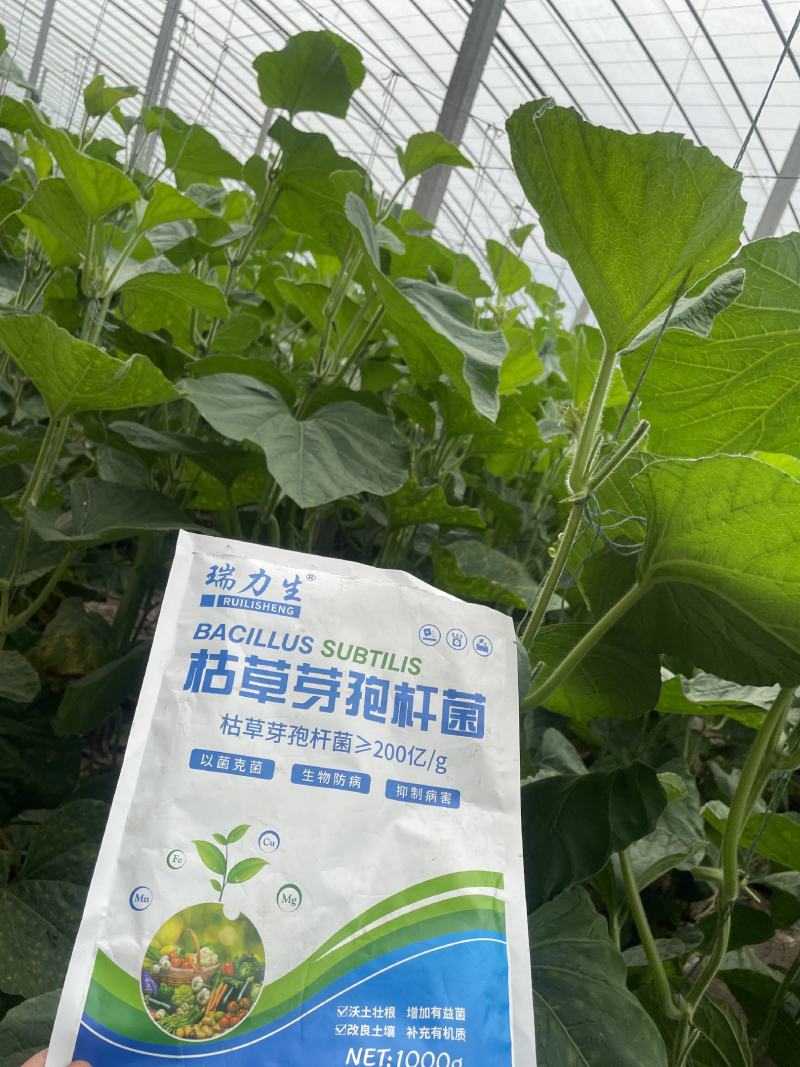 生根肥枯草芽孢杆菌200亿1000g微生物菌剂防病