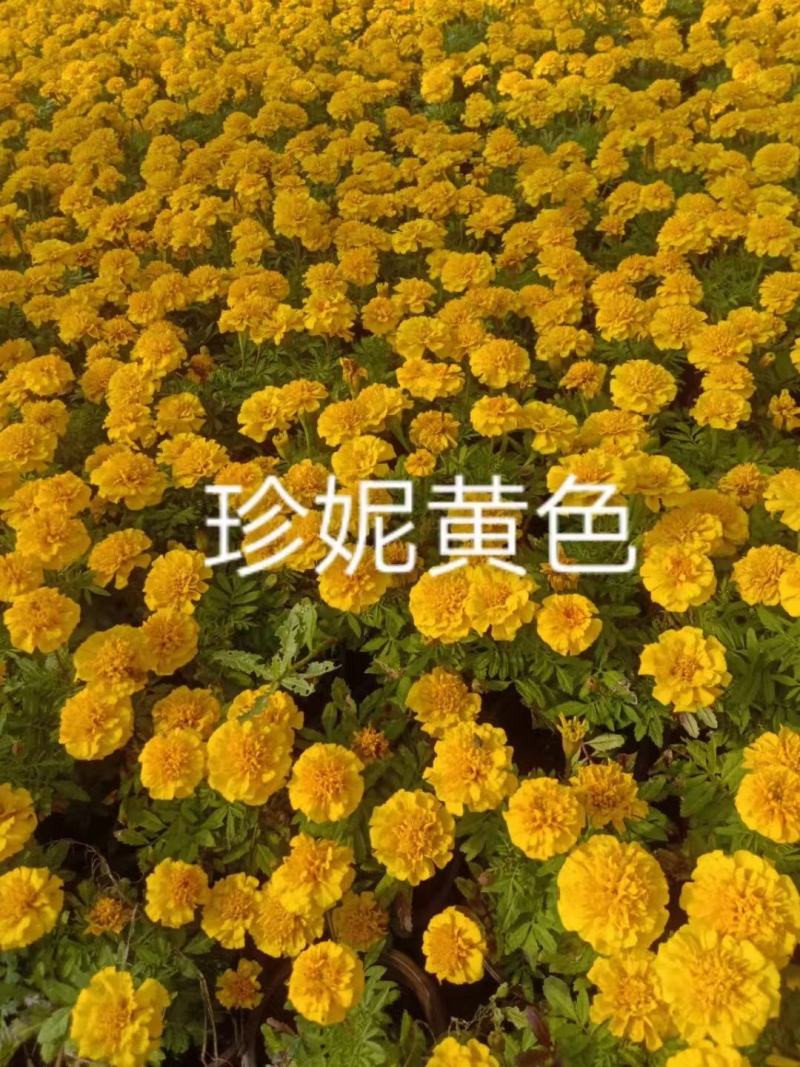 孔雀草种籽混色好养易活的花四季开花花卉种孑四季播种花种籽