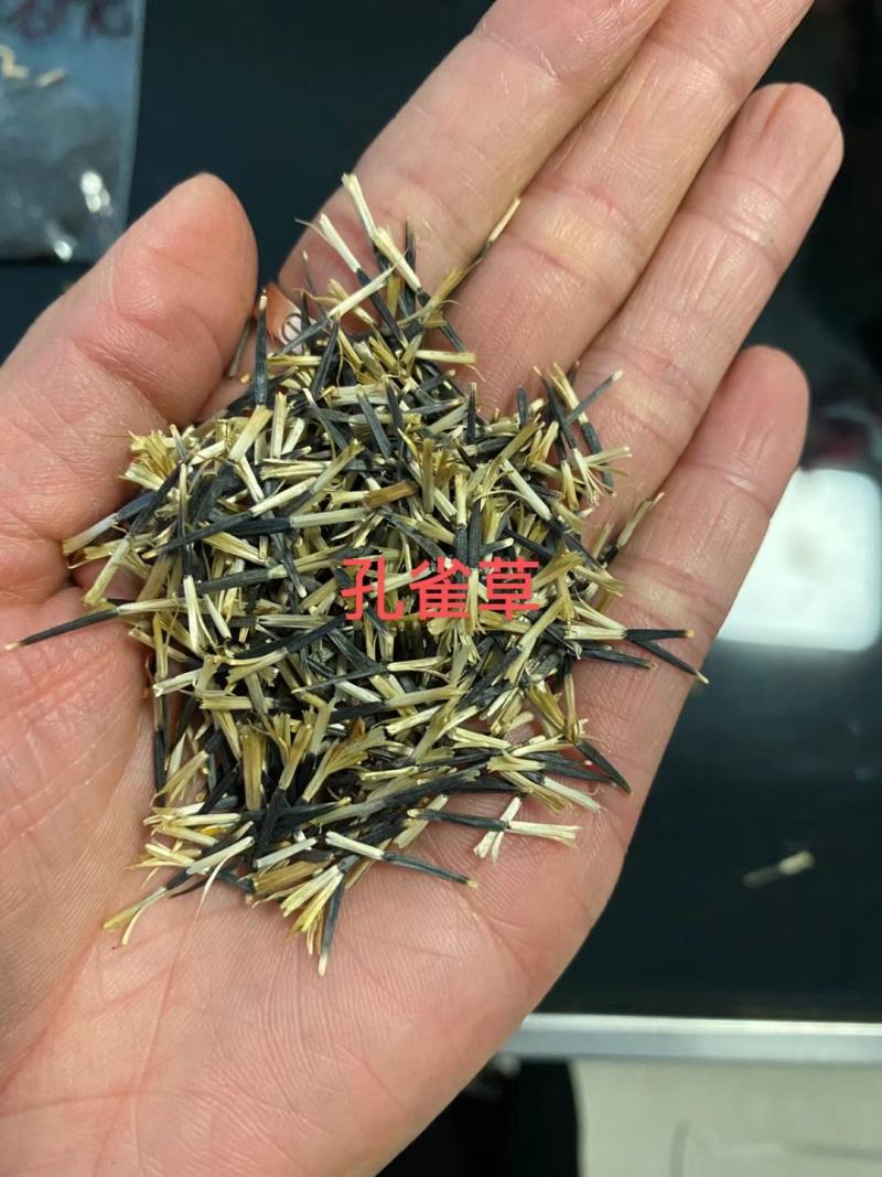 孔雀草种籽混色好养易活的花四季开花花卉种孑四季播种花种籽