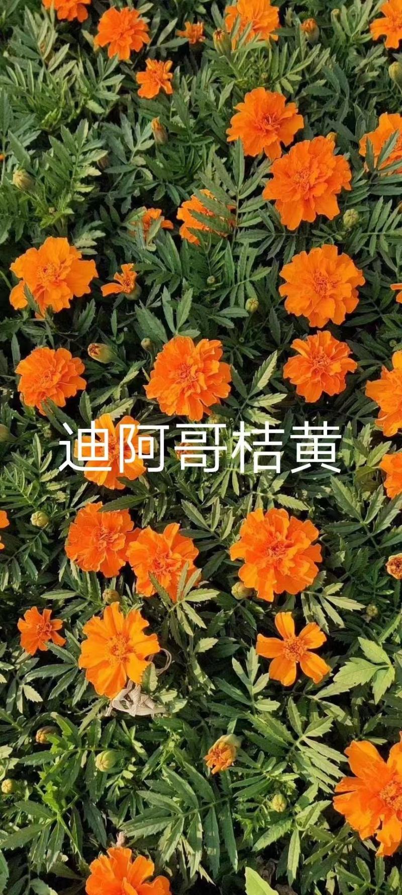 孔雀草种籽混色好养易活的花四季开花花卉种孑四季播种花种籽