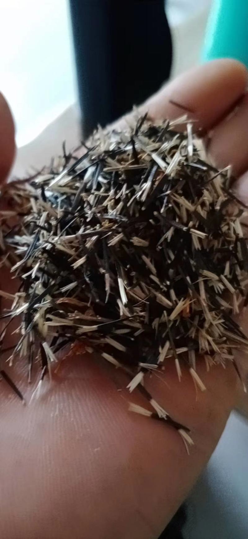 孔雀草种籽混色好养易活的花四季开花花卉种孑四季播种花种籽