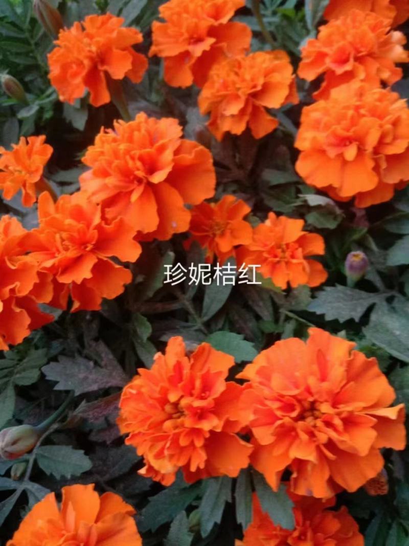 孔雀草种籽混色好养易活的花四季开花花卉种孑四季播种花种籽