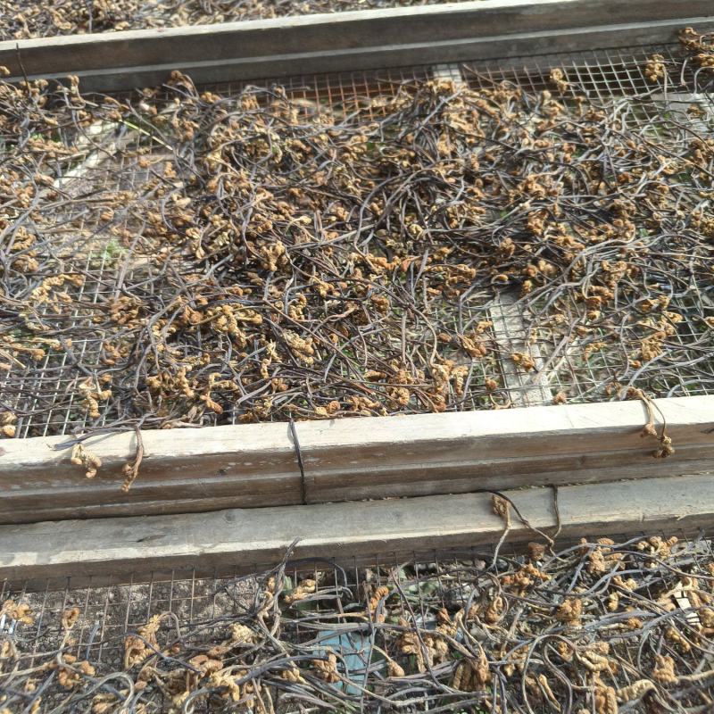 蕨菜、野菜、干菜、野生蕨菜、水煮蕨菜干、干货、全国包邮、