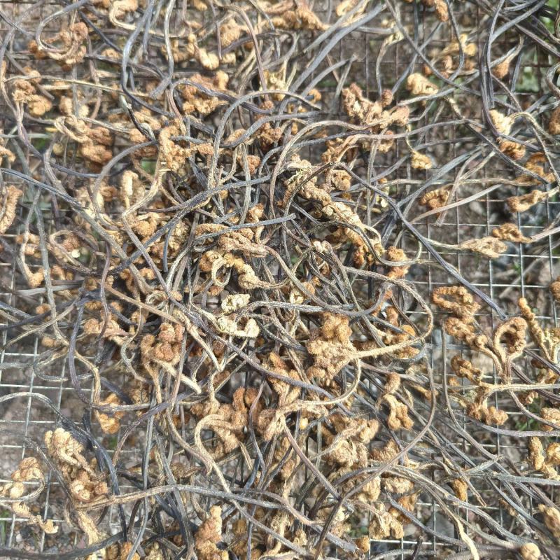 蕨菜、野菜、干菜、野生蕨菜、水煮蕨菜干、干货、全国包邮、