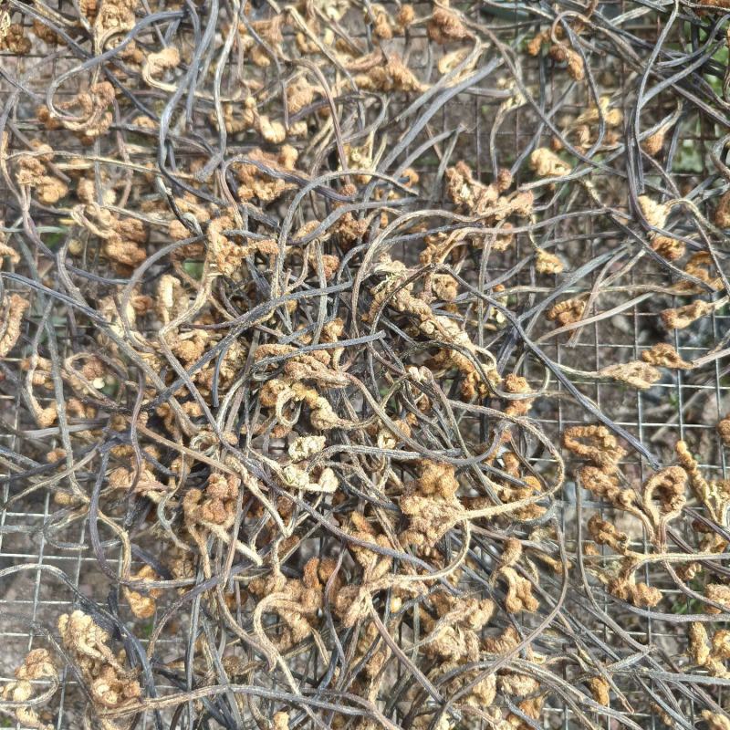 蕨菜、野菜、干菜、野生蕨菜、水煮蕨菜干、干货、全国包邮、