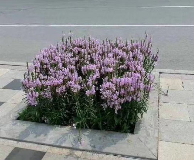 假龙头种子景观绿化花卉种子露地被植物花坛摄影背景花