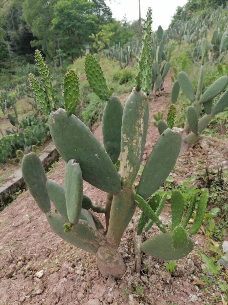 仙人掌可食用，结果