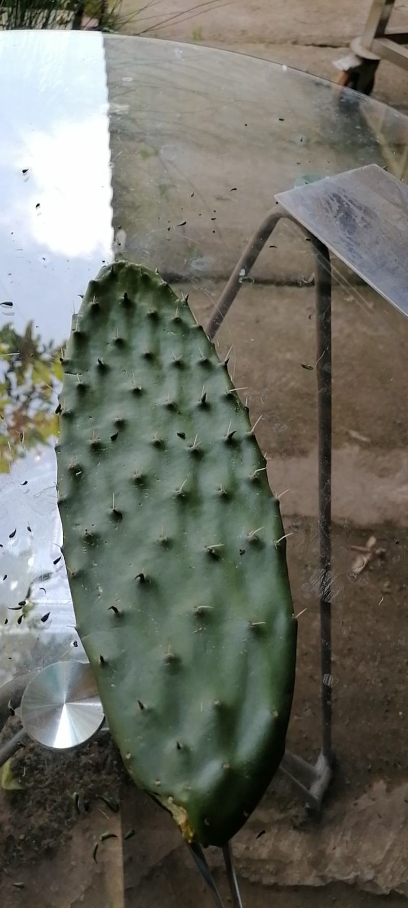 仙人掌可食用，结果