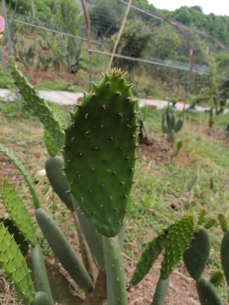 仙人掌可食用，结果