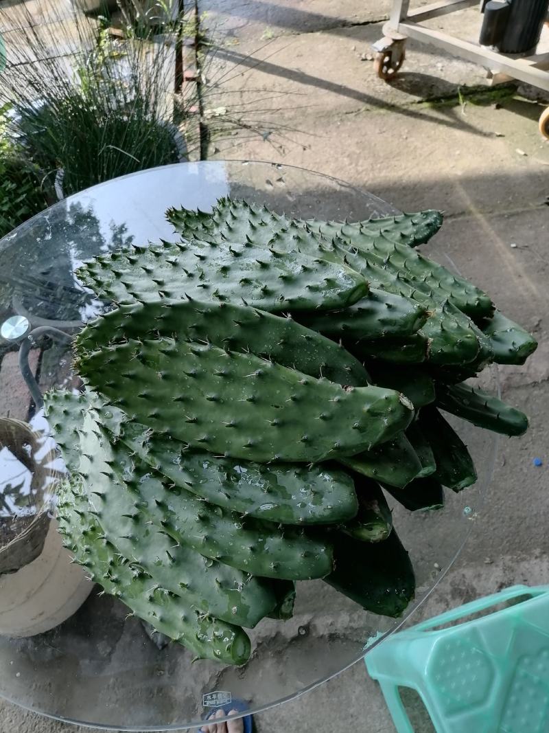 仙人掌可食用，结果