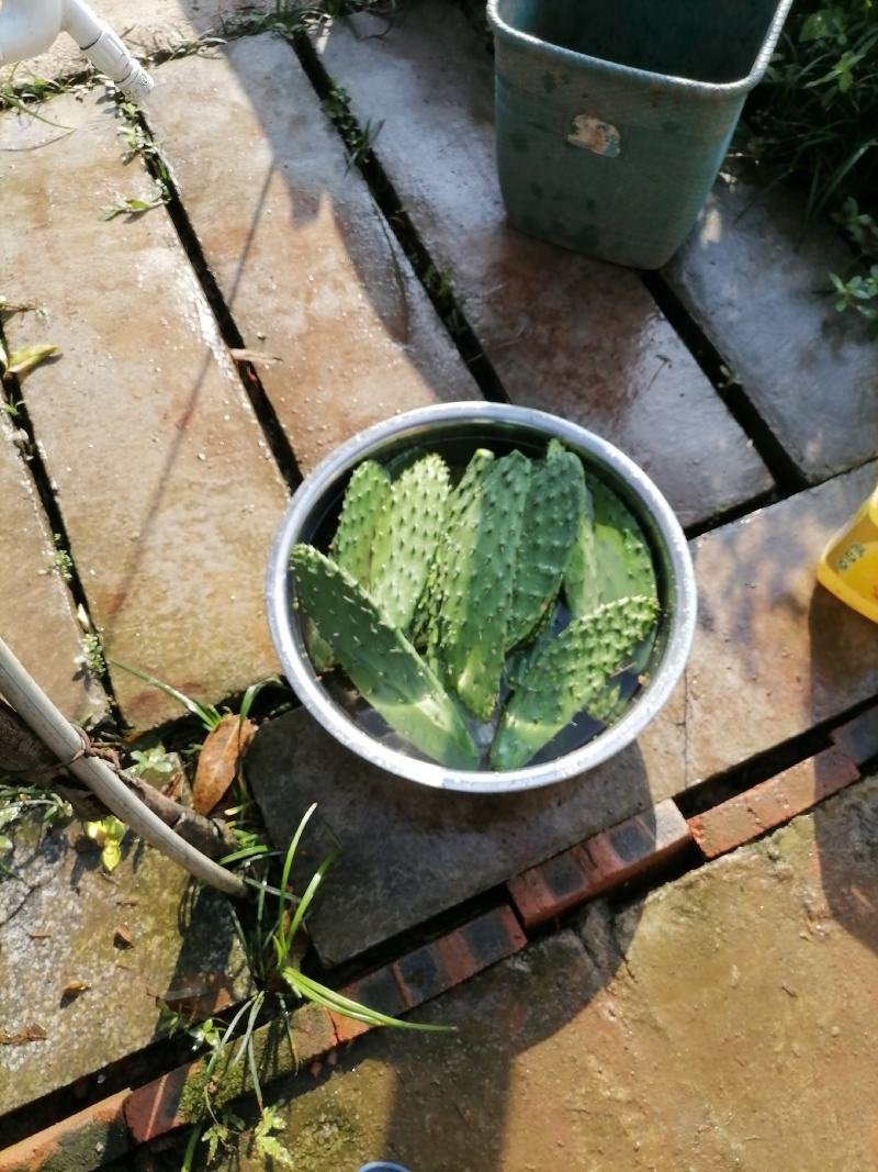仙人掌菜片