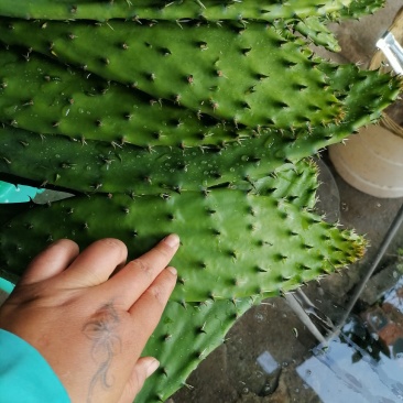 仙人掌菜片