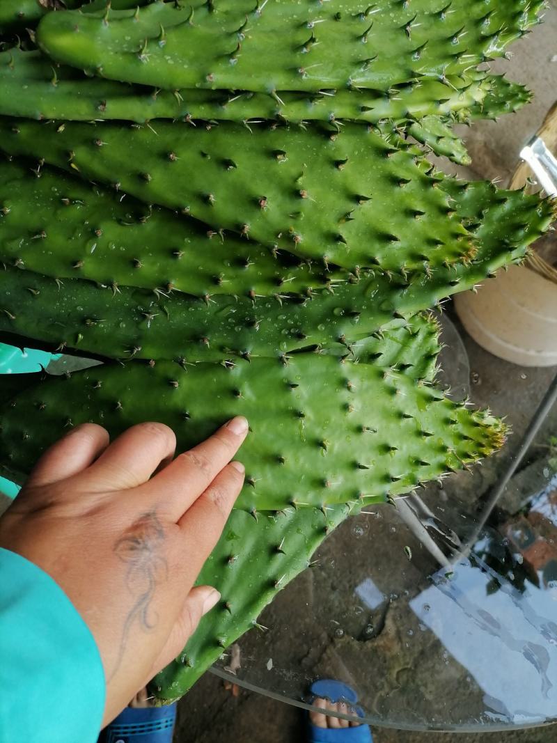 仙人掌菜片
