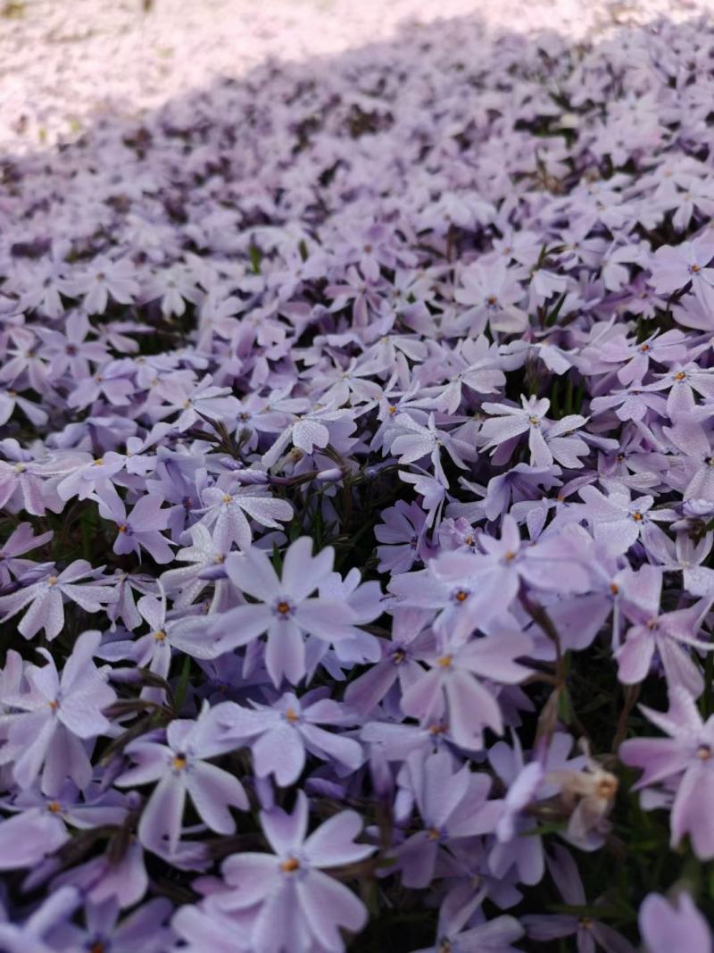 福禄考花种子丛生芝樱花五色梅阳台室内庭院四季开花种子花籽