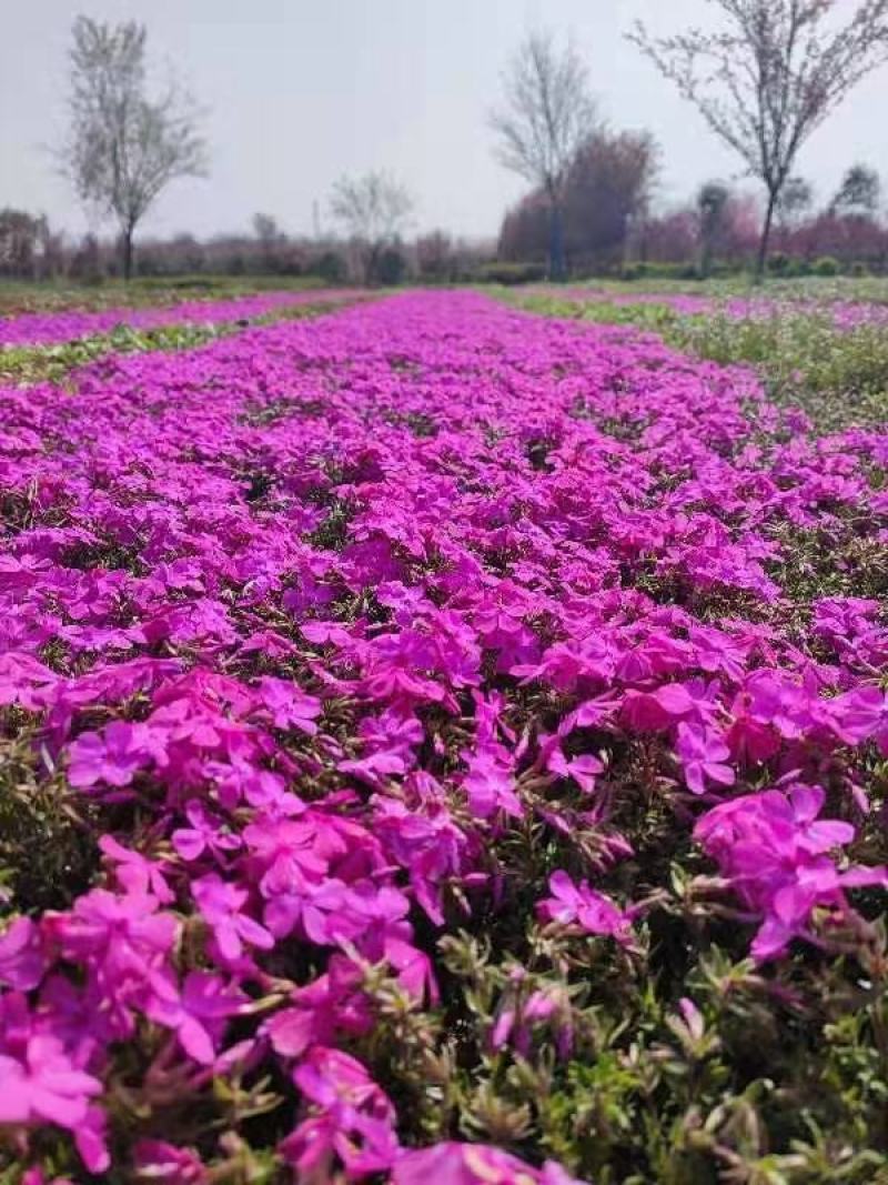 福禄考花种子丛生芝樱花五色梅阳台室内庭院四季开花种子花籽