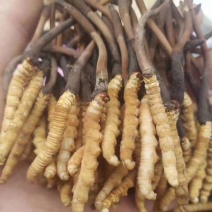 虫草（冬虫夏草)虫草生长在海拔四千多米以上的高原地区
