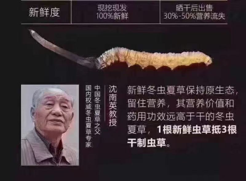 虫草（冬虫夏草)虫草生长在海拔四千多米以上的高原地区