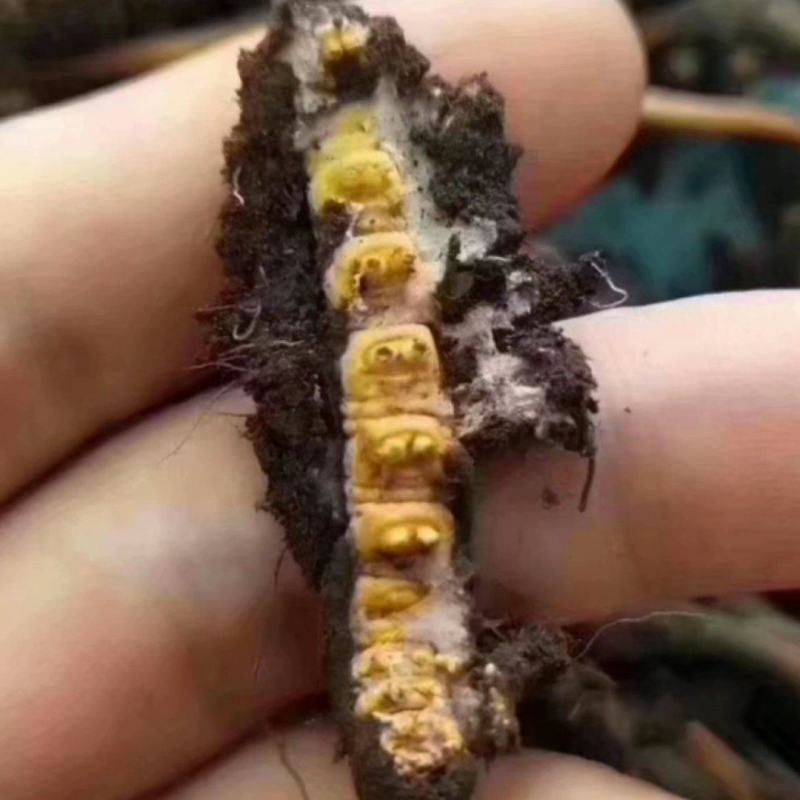 虫草（冬虫夏草)虫草生长在海拔四千多米以上的高原地区