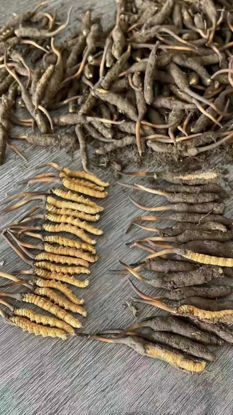 虫草（冬虫夏草)虫草生长在海拔四千多米以上的高原地区