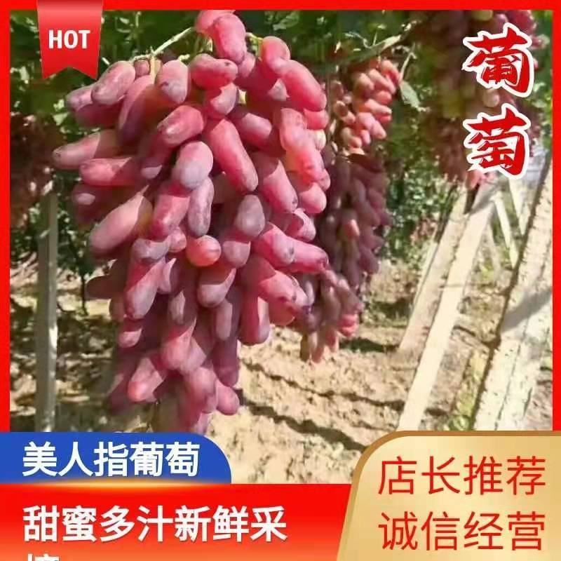 张家口涿鹿县怀来县美人指葡萄全红半红的都有