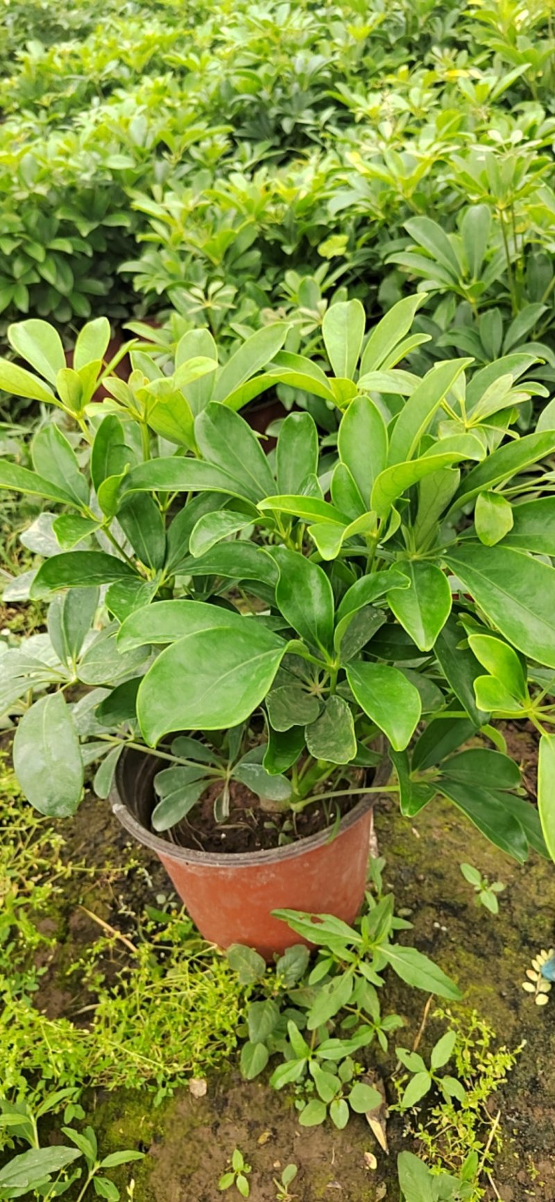 招财树